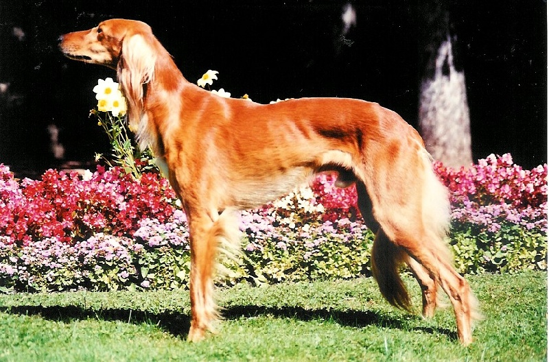 CH. Faysal de lunduki